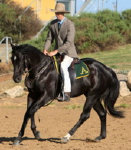 Stellarpark Rockstar winning at National Championships, ridden by Cole Moxey