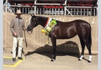 Brandwood Arizona by Stellarpark Rockstar Hardrock Australian stock horses for sale breeders