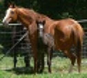 Stellarpark Rockstar Hardrock Australian stock horses for sale breeders