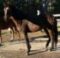 Stellarpark Rockstar Hardrock Australian stock horses for sale breeders