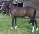 Hardrock Tina Stellarpark Rockstar Hardrock Australian stock horses for sale breeders